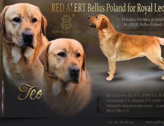 ROYAL LEO FCI 