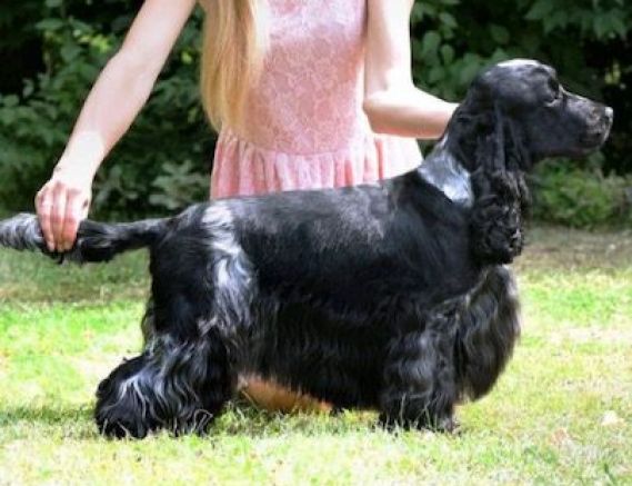 Olaf  UNUSUAL PATIENCE Lefander (FCI) 