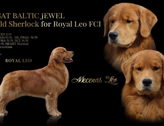 AGAT BALTIC JEWEL  Gold Sherlock 