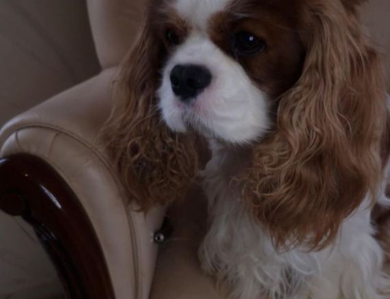 Angelo Tiffany Kimberley Diamentum FCI 