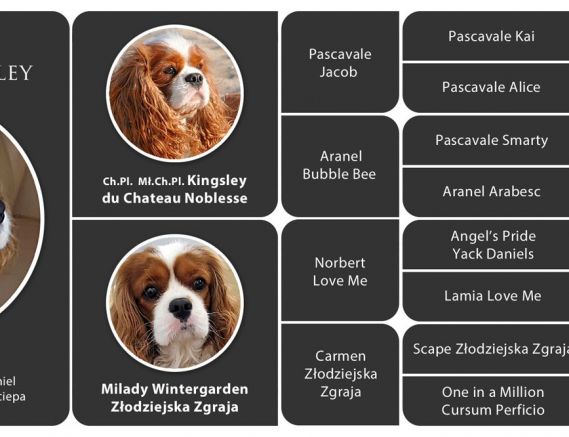 Angelo Tiffany Kimberley Diamentum FCI 